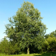 Деревья, как столпы мироздания славянской жизни