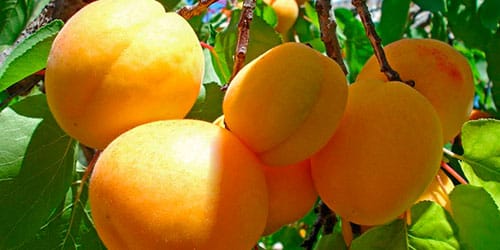 сонник абрикосы